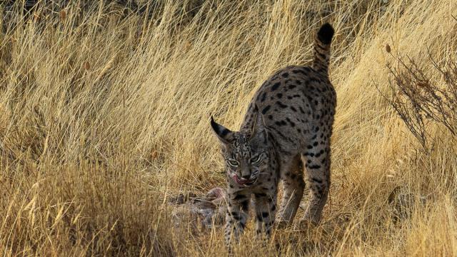 Lynx ibérique