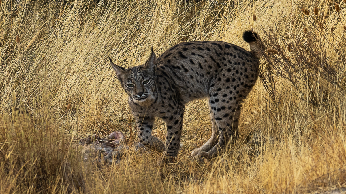 Lynx ibérique
