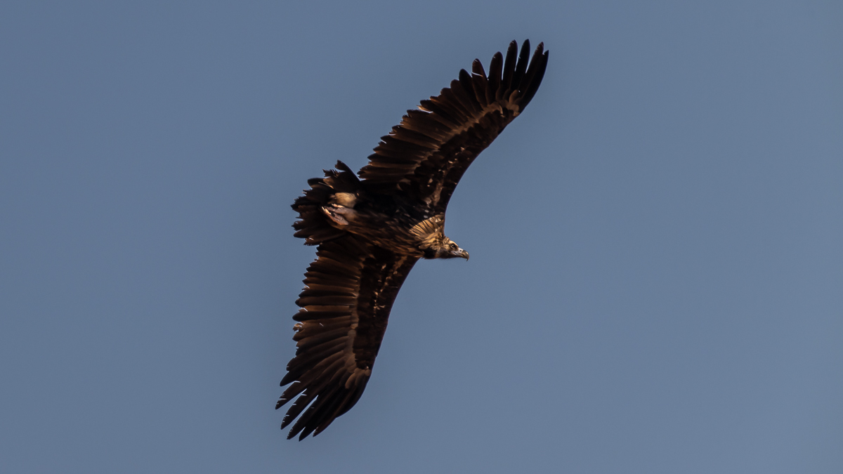 Vautour moine