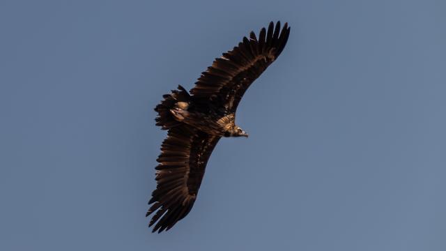 Vautour moine