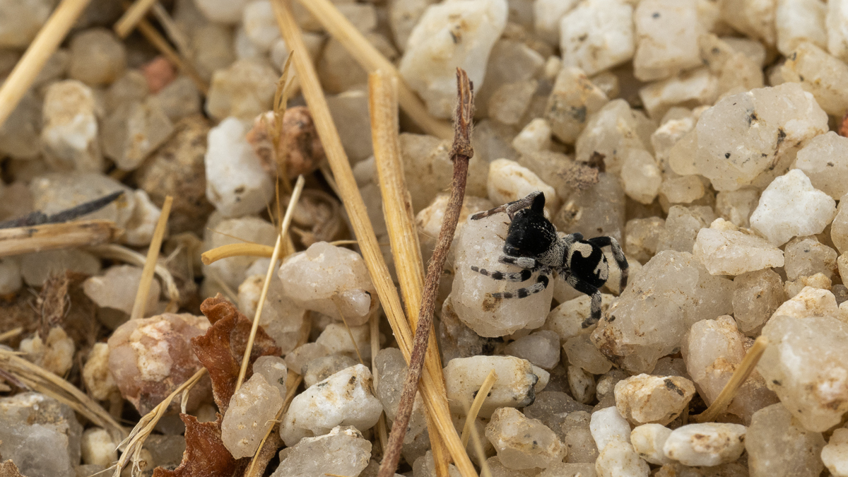 Loureedia colleni