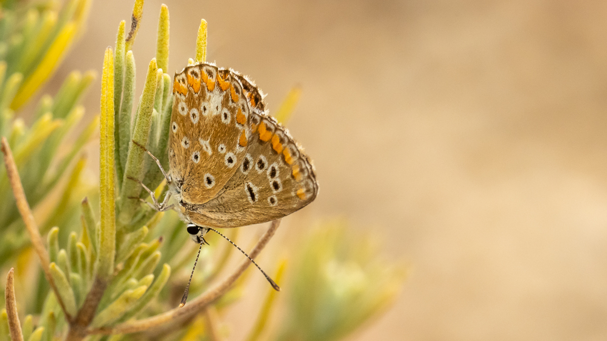 Collier-de-corail des Canaries