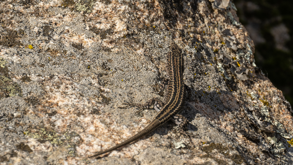 Lézard de Guadarrama