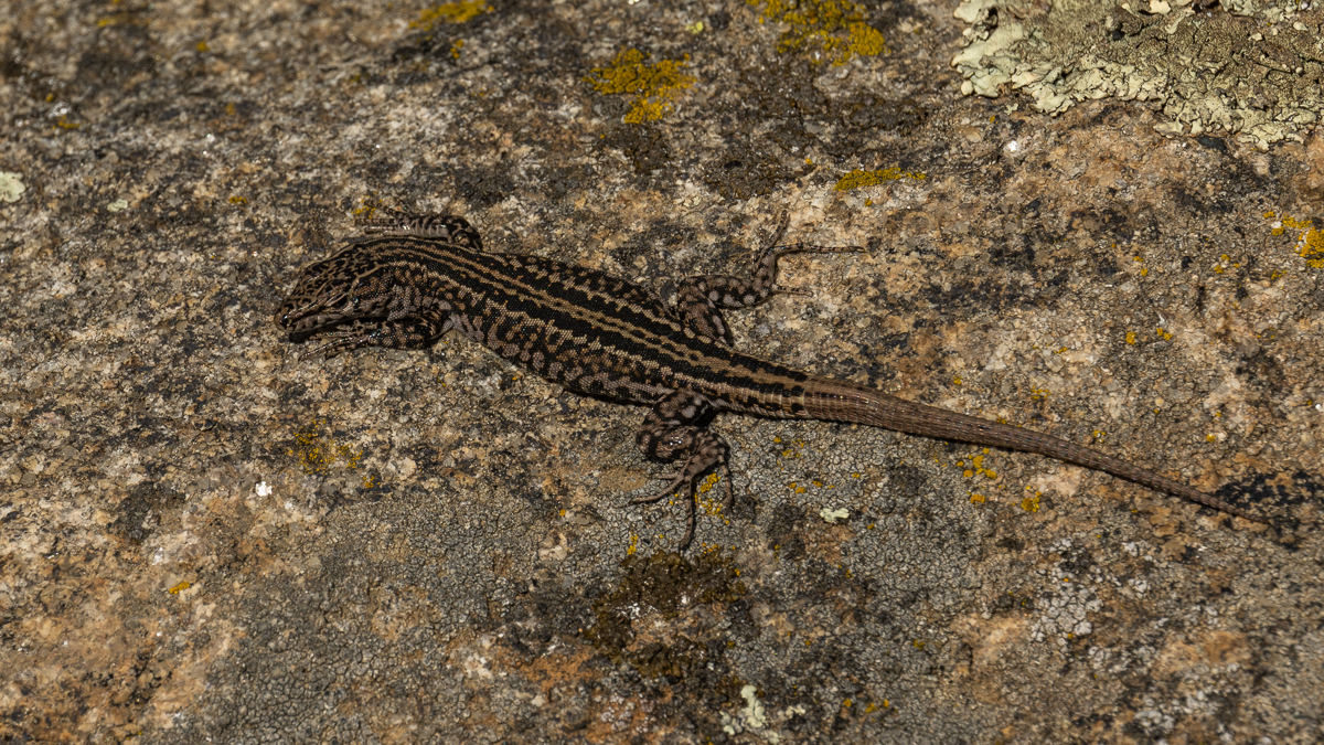 Lézard de Guadarrama