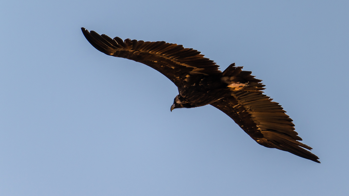 Vautour moine
