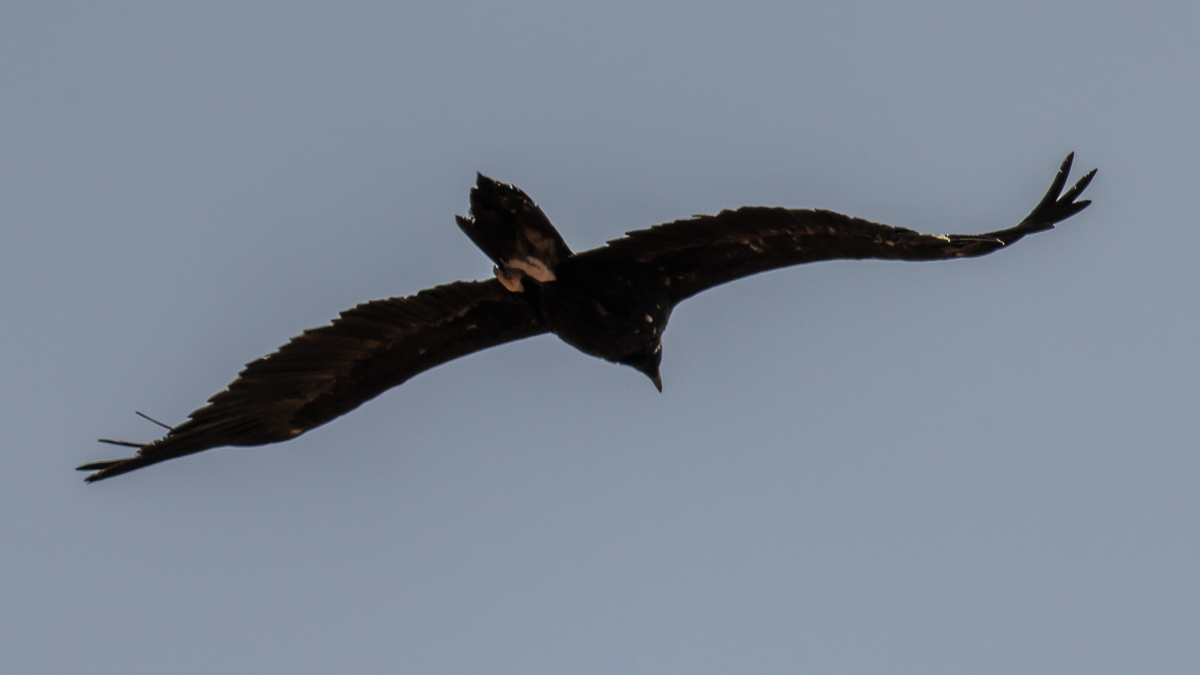 Vautour moine