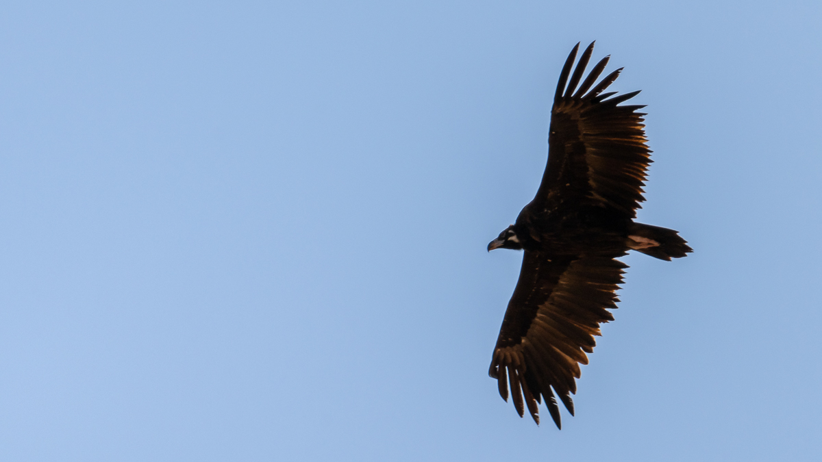 Vautour moine