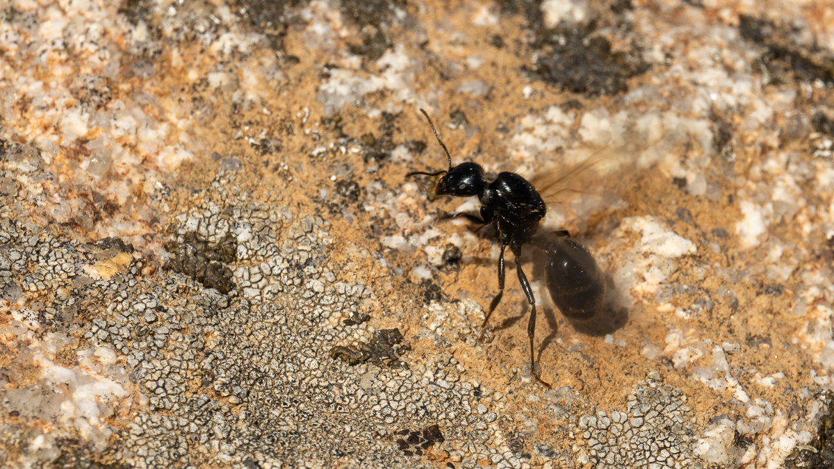 Fourmis moissonneuses