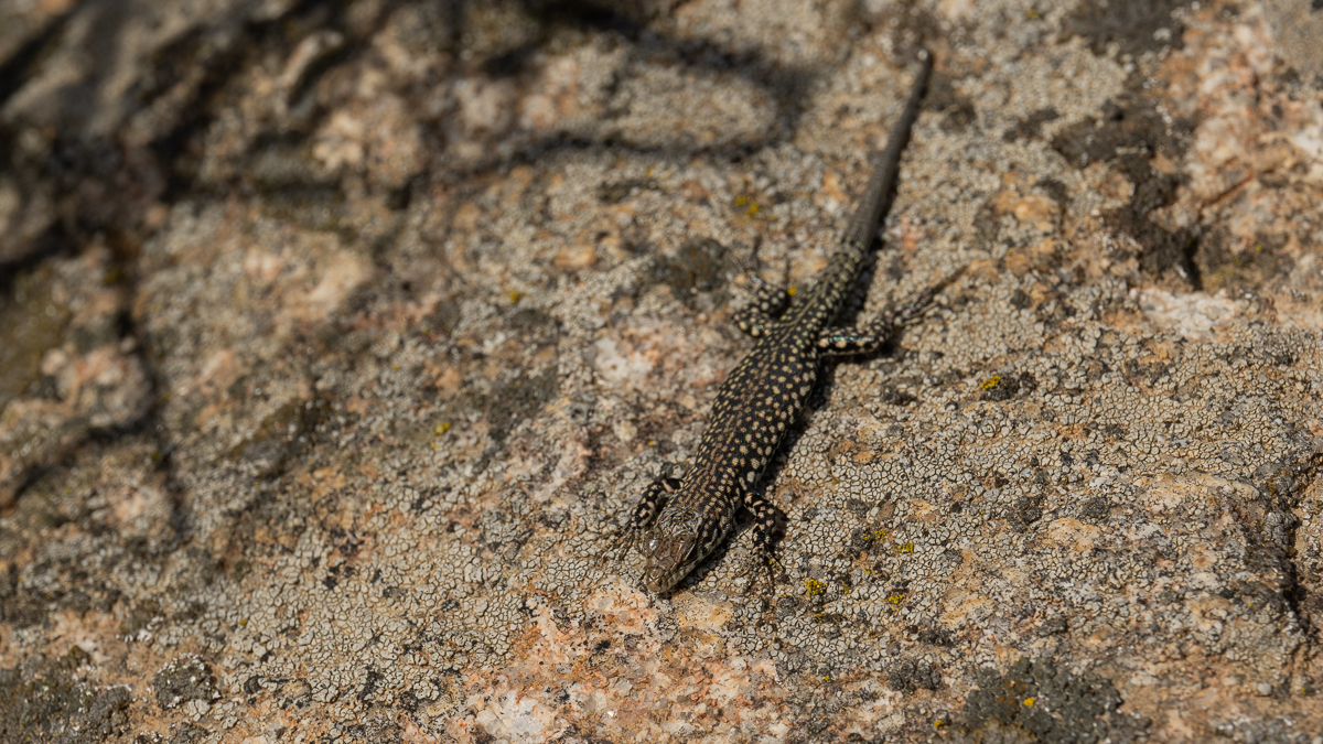 Lézard de Guadarrama