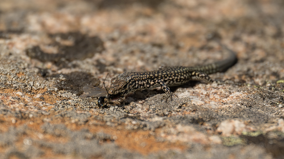 Lézard de Guadarrama