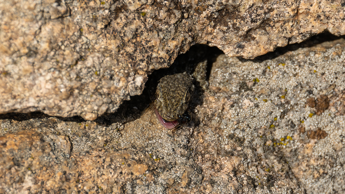 Tarente de Maurétanie