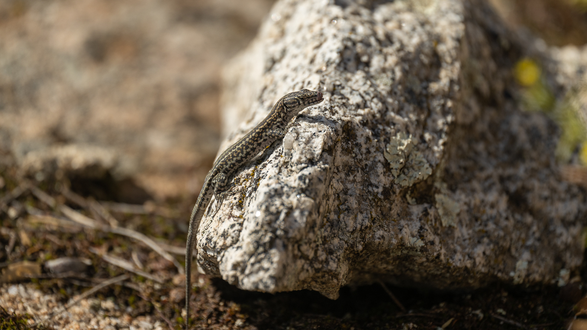 Lézard de Guadarrama
