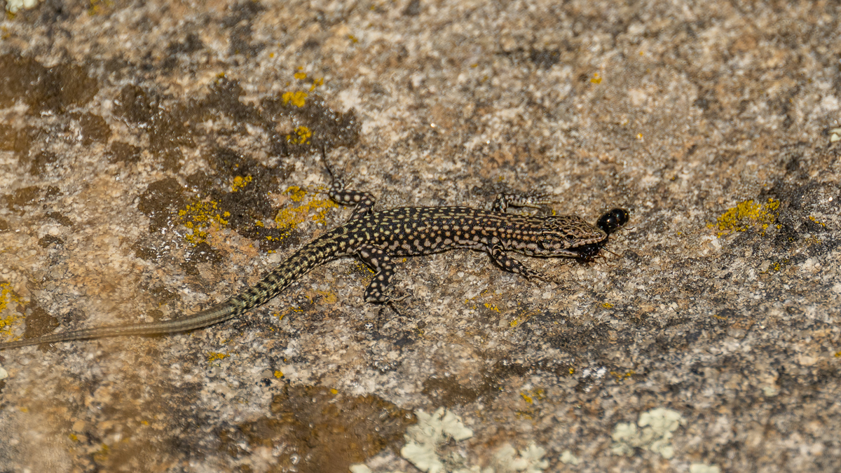 Lézard de Guadarrama