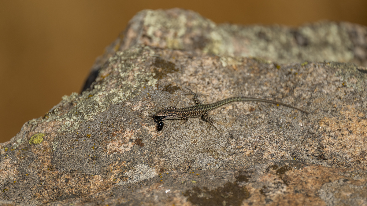 Lézard de Guadarrama