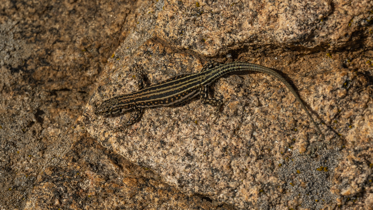 Lézard de Guadarrama