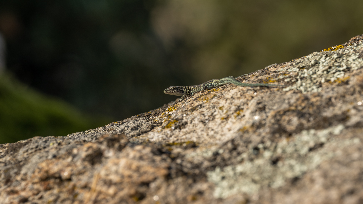 Lézard de Guadarrama