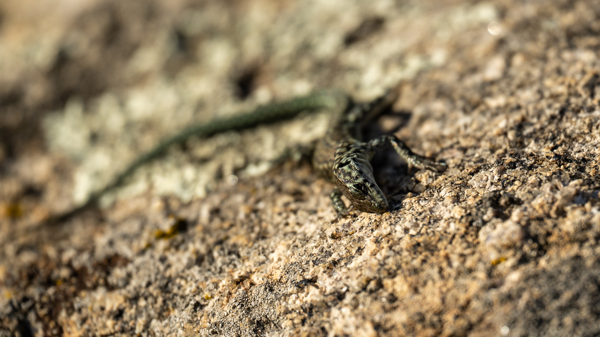 Lézard de Guadarrama