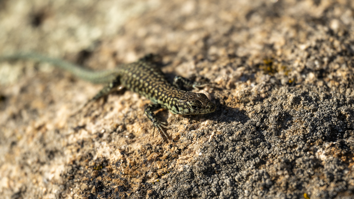 Lézard de Guadarrama