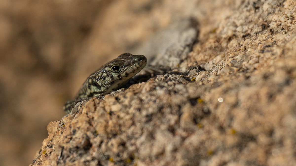 Lézard de Guadarrama