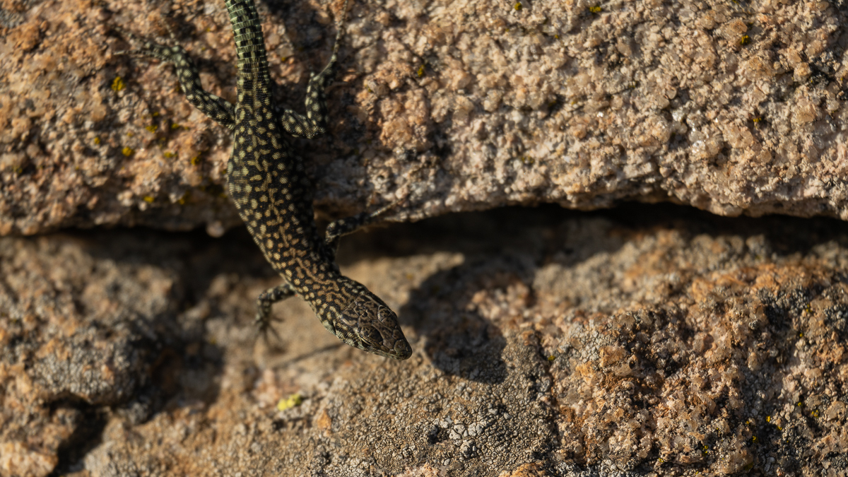 Lézard de Guadarrama
