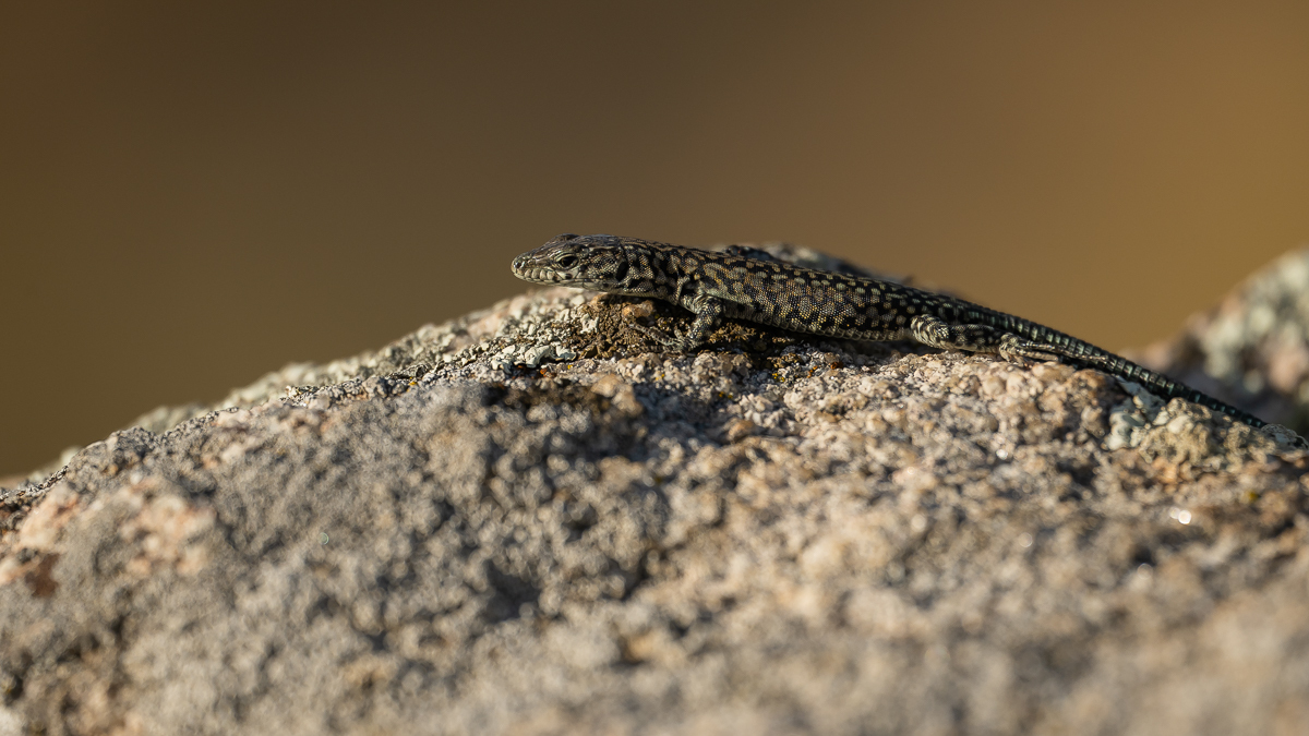 Lézard de Guadarrama