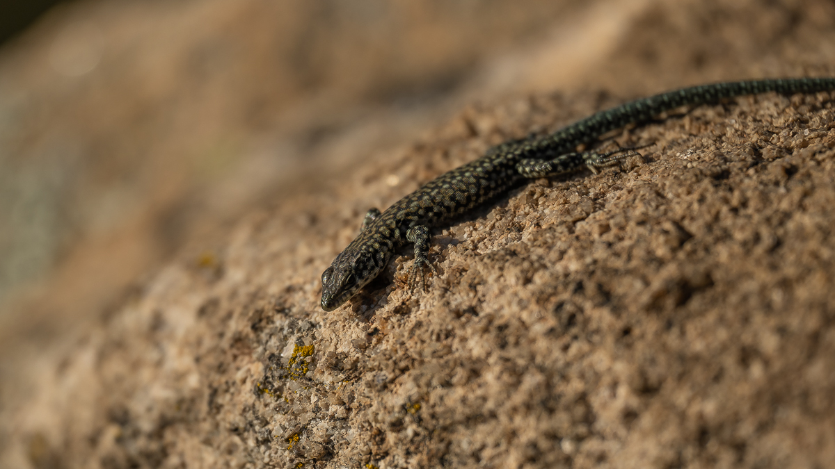 Lézard de Guadarrama