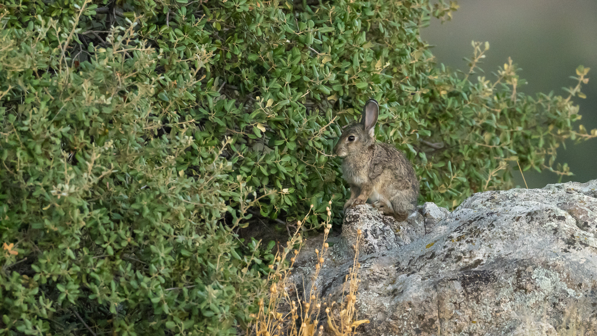 Lapin de garenne