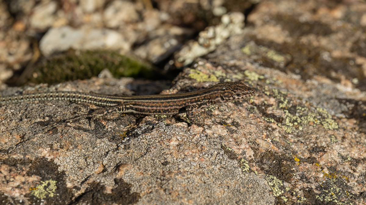 Lézard de Guadarrama