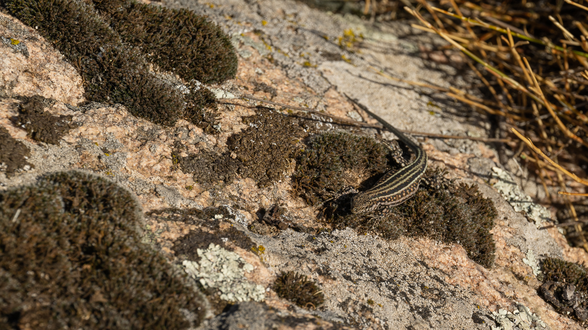 Lézard de Guadarrama