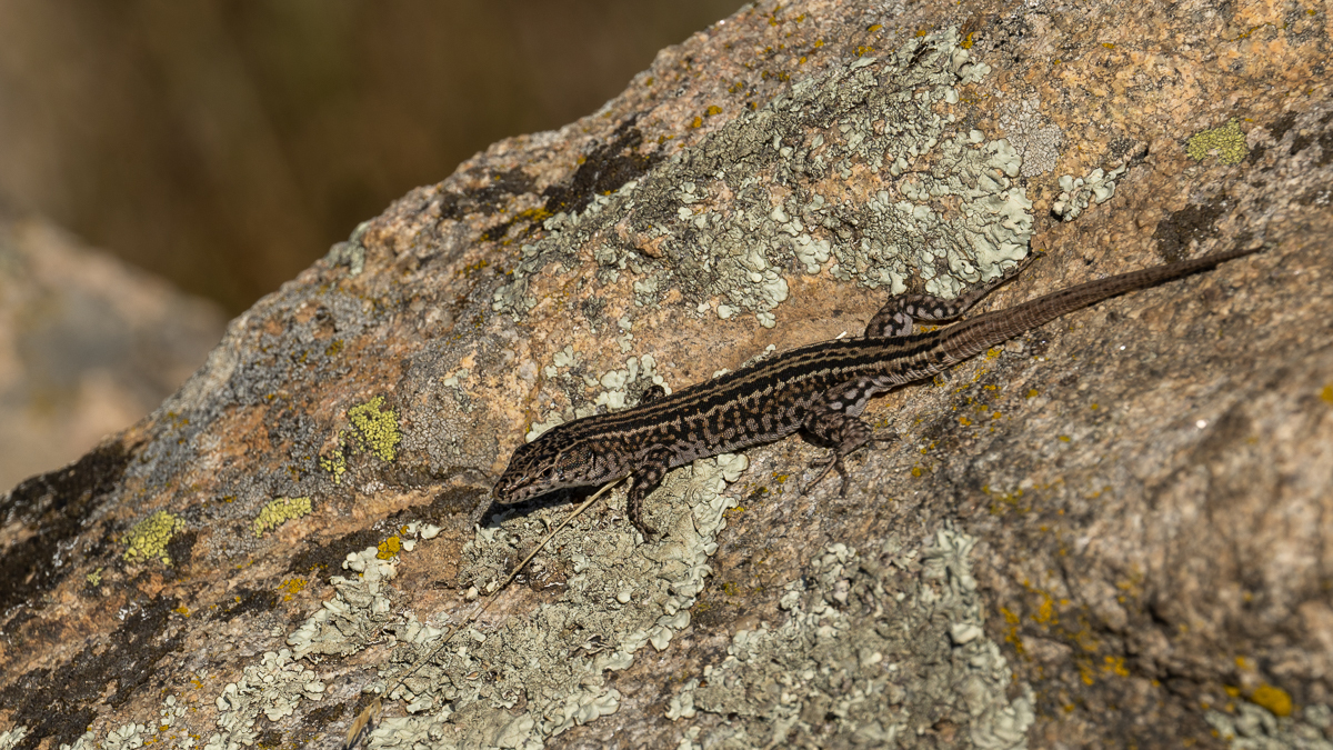 Lézard de Guadarrama
