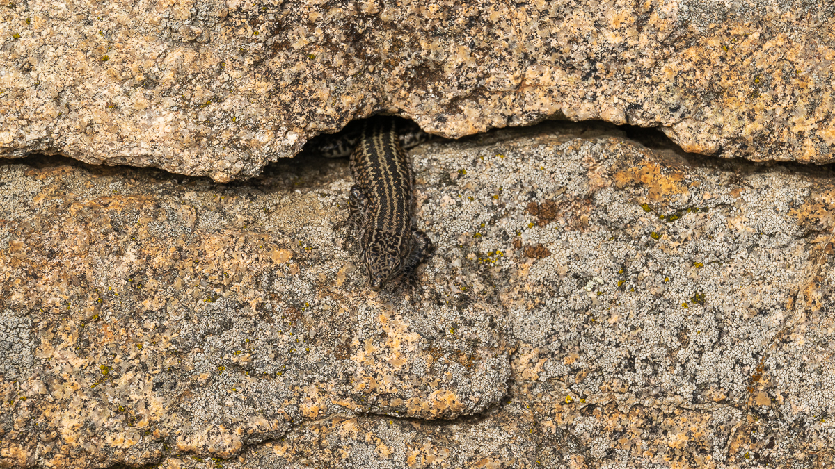 Lézard de Guadarrama