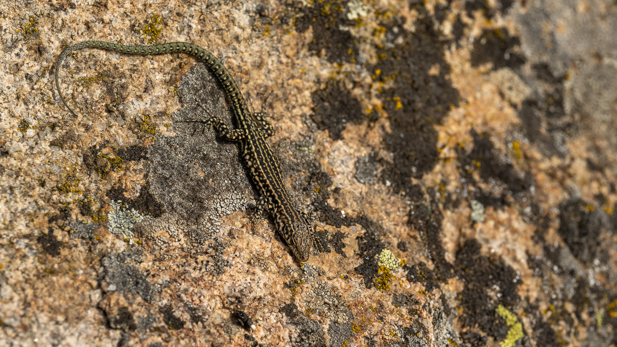 Lézard de Guadarrama