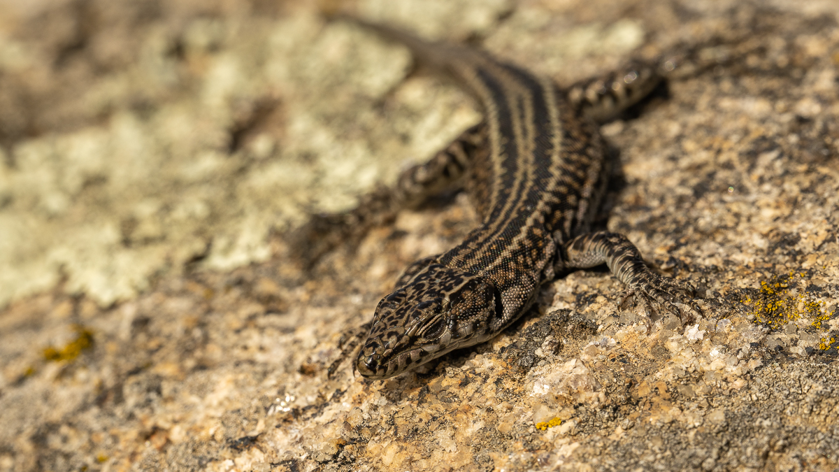 Lézard de Guadarrama