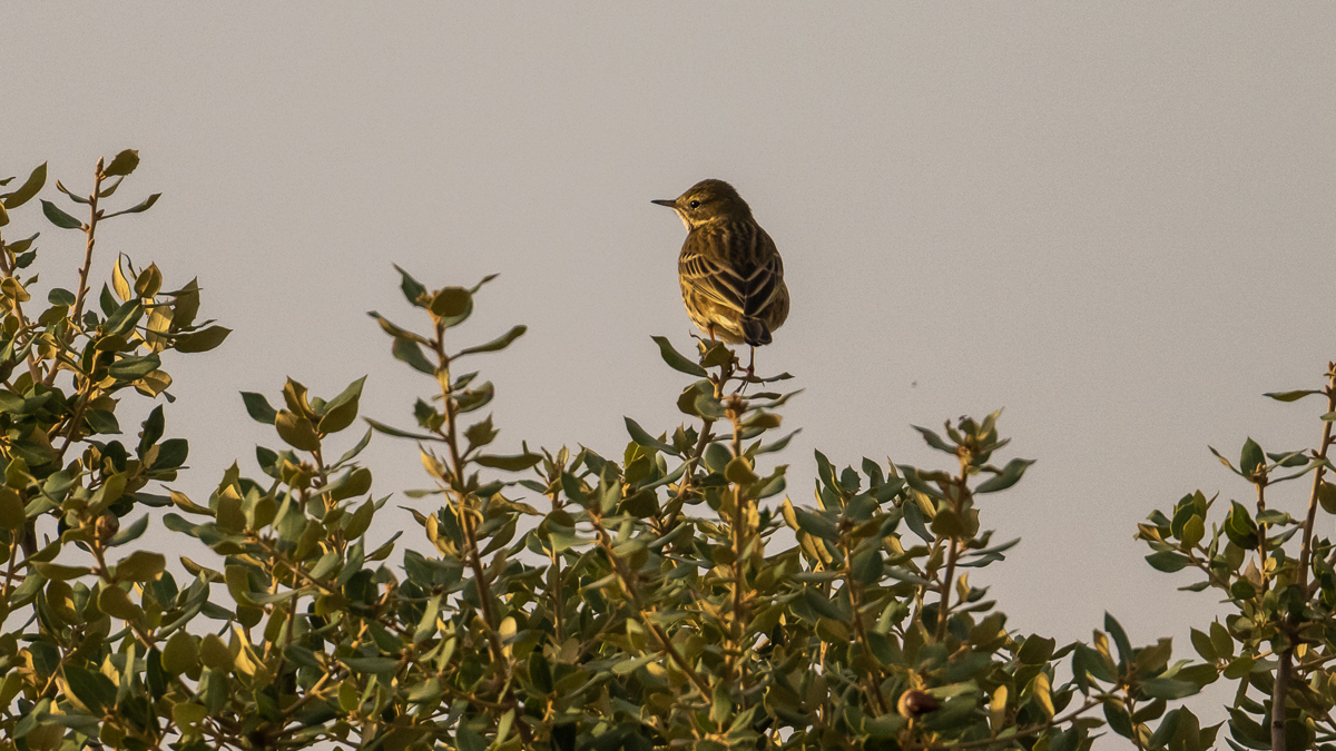 Pipit farlouse