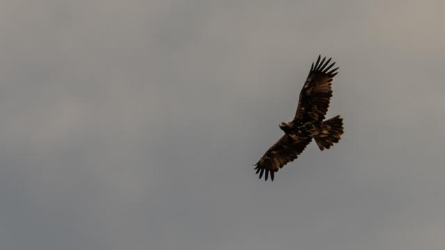 Aigle ibérique