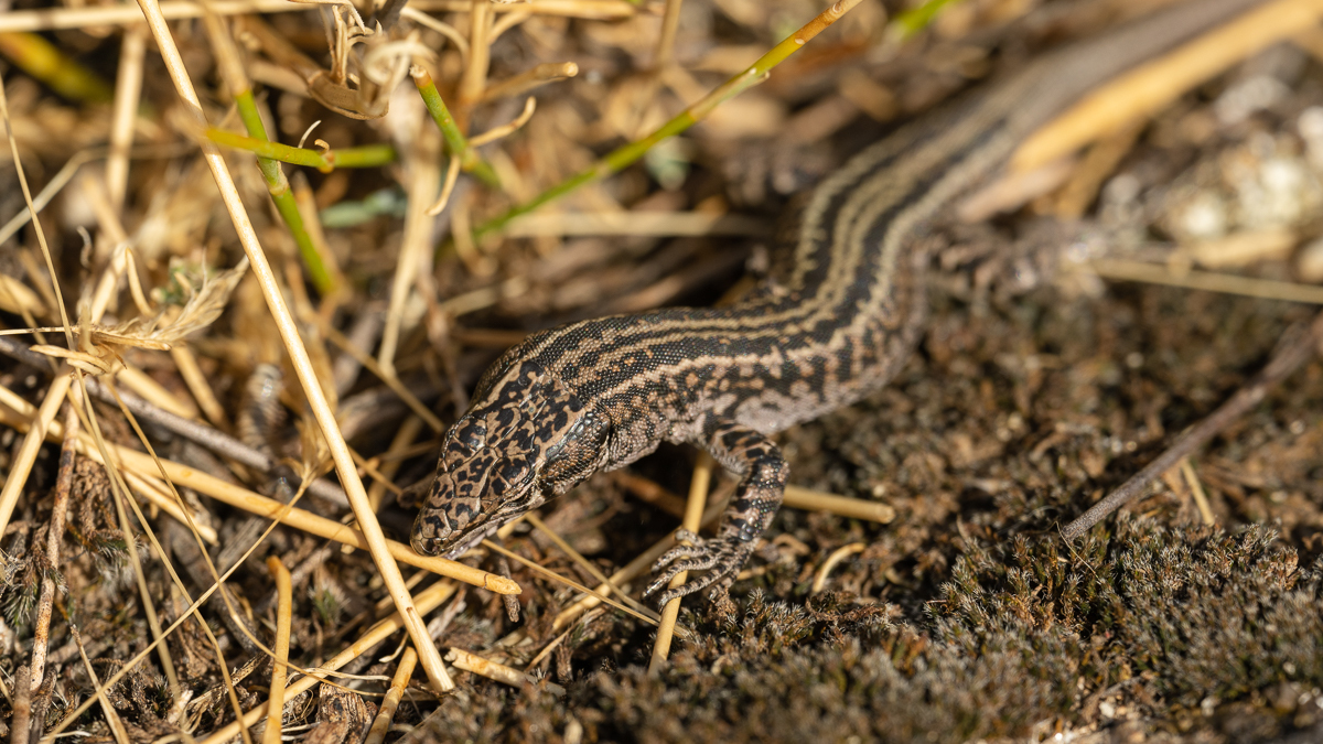 Lézard de Guadarrama