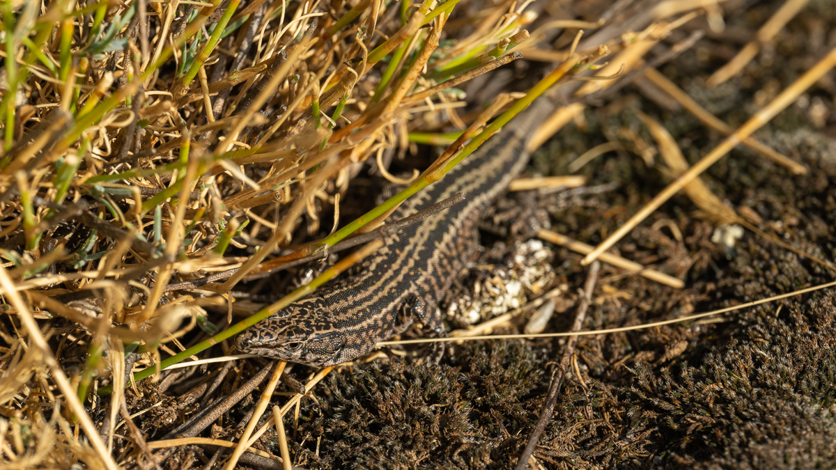 Lézard de Guadarrama