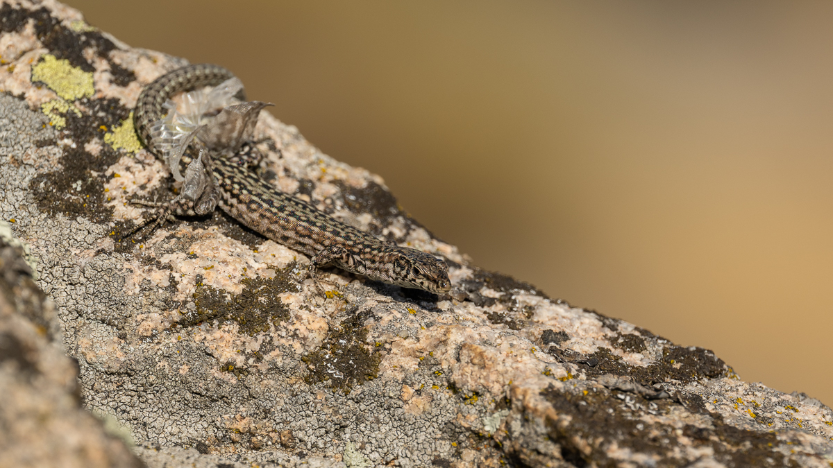 Lézard de Guadarrama