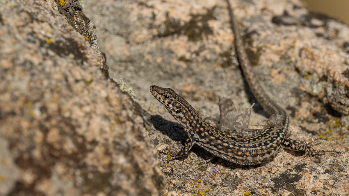 Lézard de Guadarrama