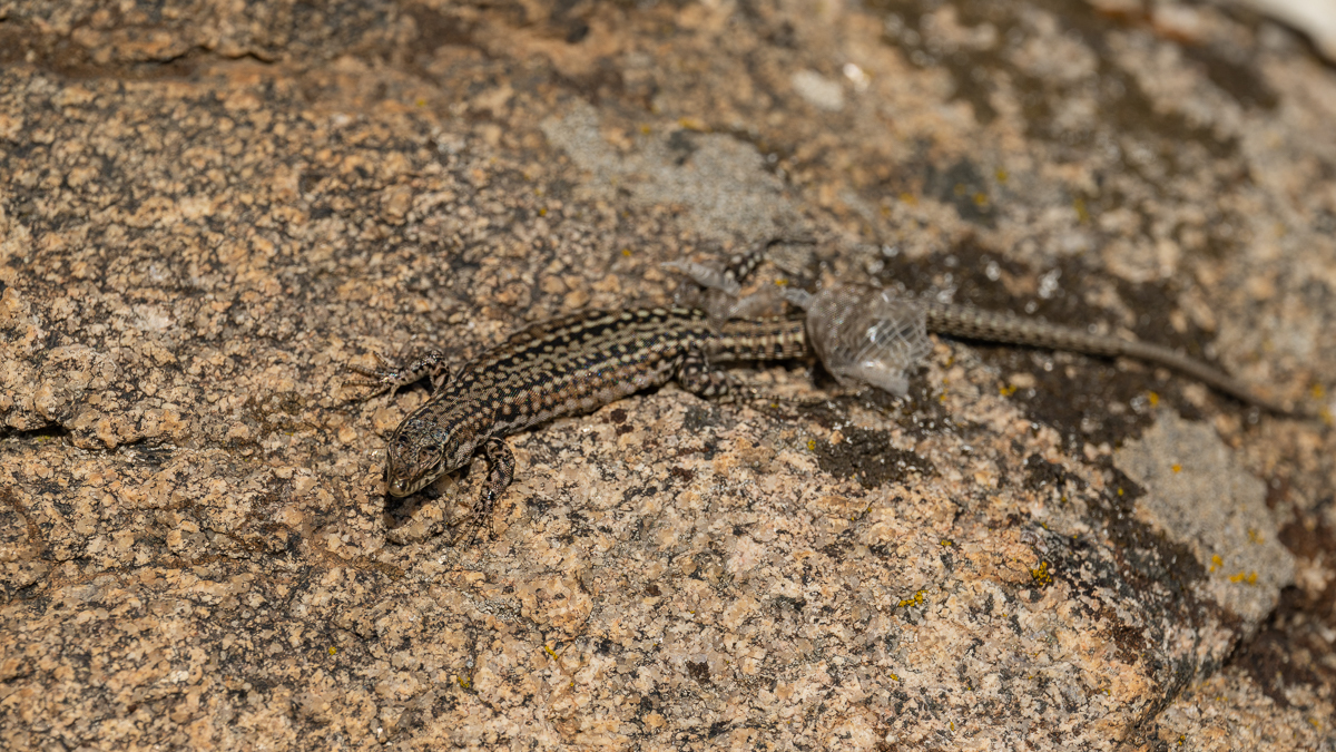 Lézard de Guadarrama