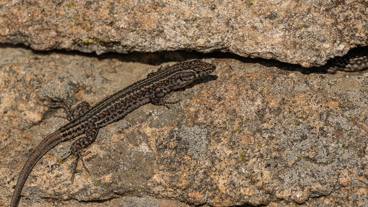 Lézard de Guadarrama