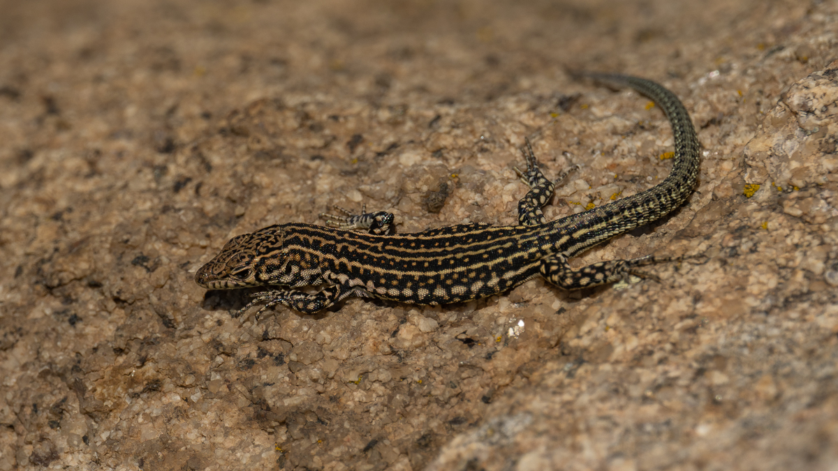 Lézard de Guadarrama