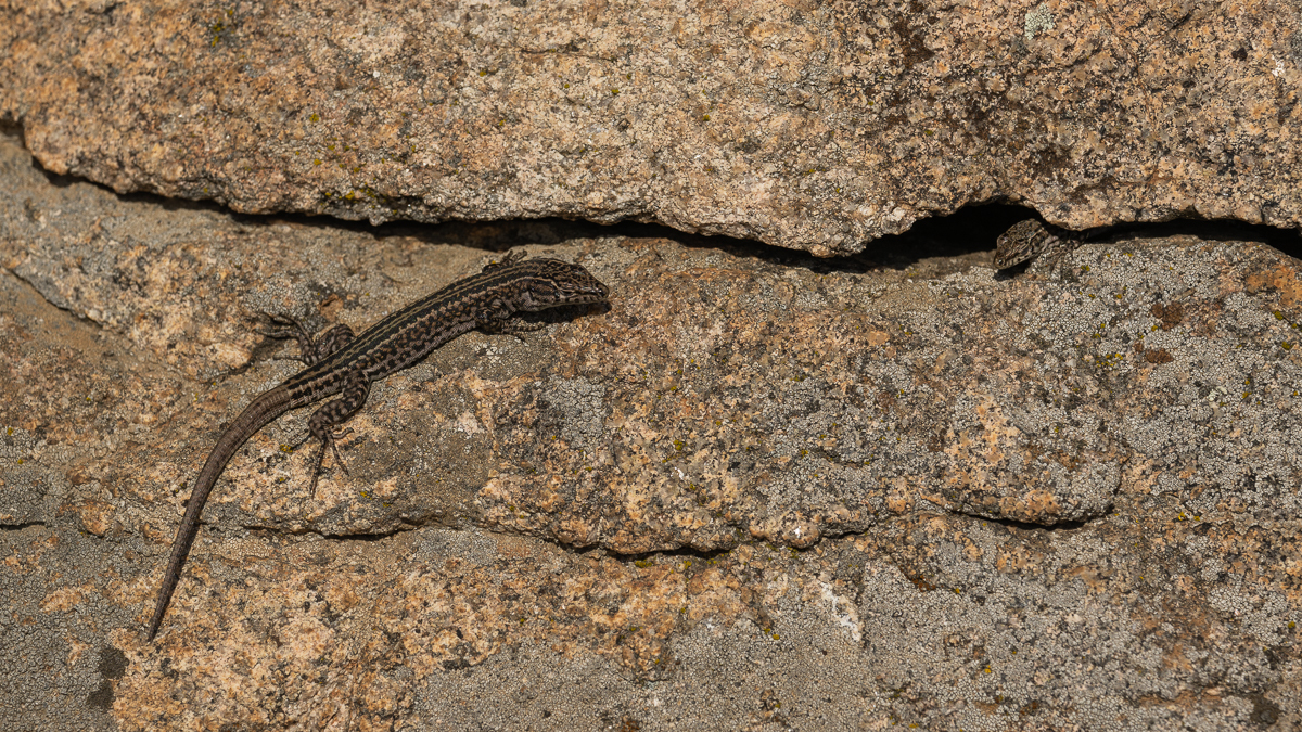 Lézard de Guadarrama