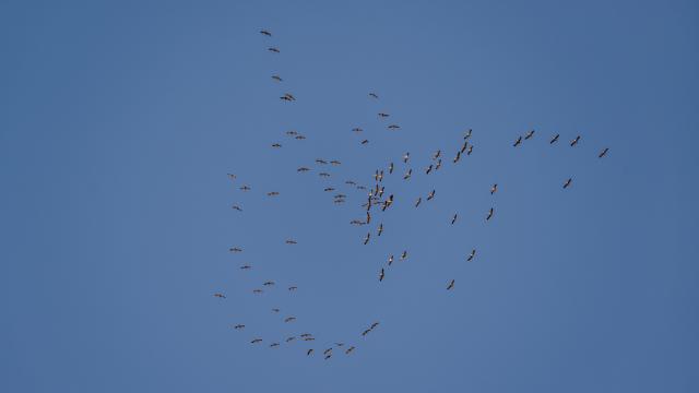 Grue cendrée