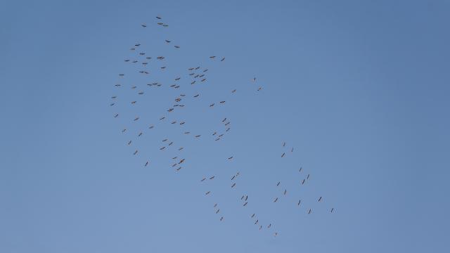 Grue cendrée