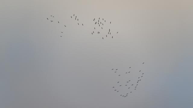 Grue cendrée
