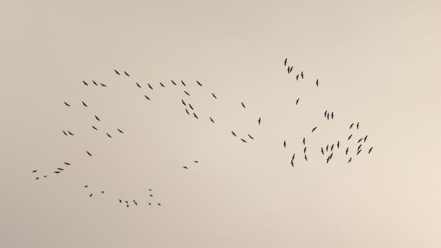 Grue cendrée