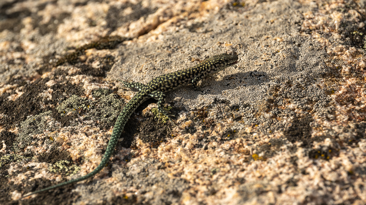 Lézard de Guadarrama