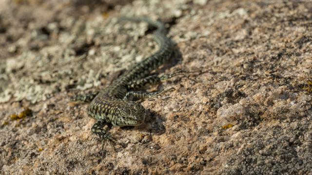 Lézard de Guadarrama