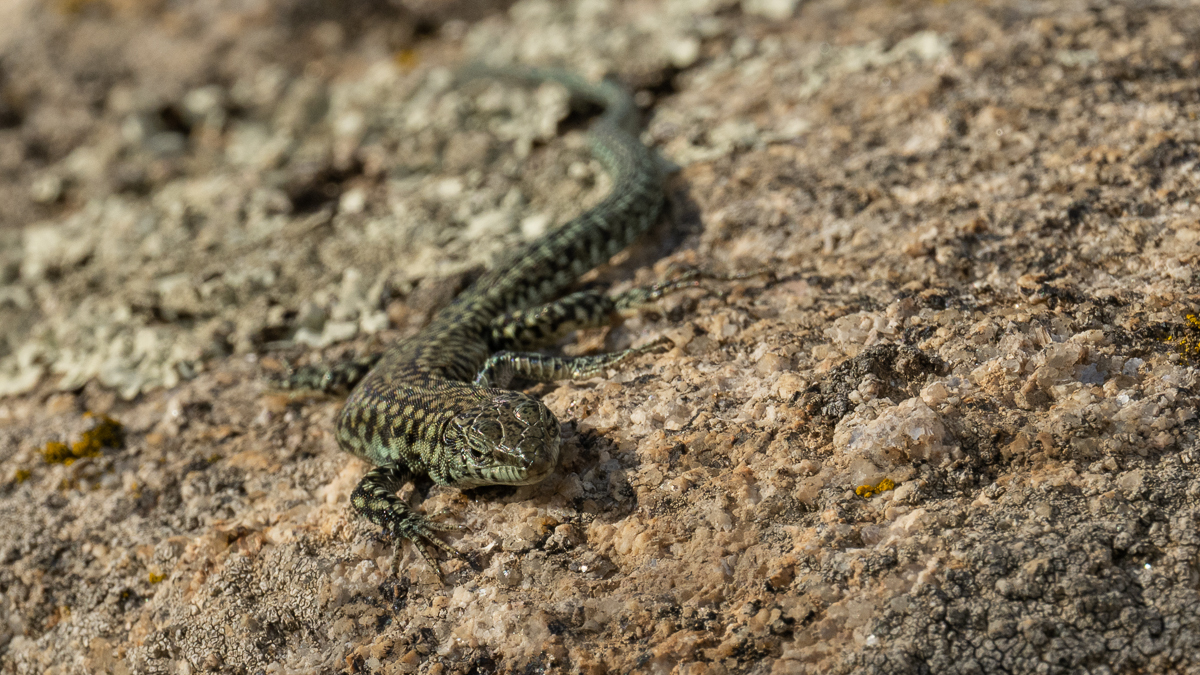 Lézard de Guadarrama